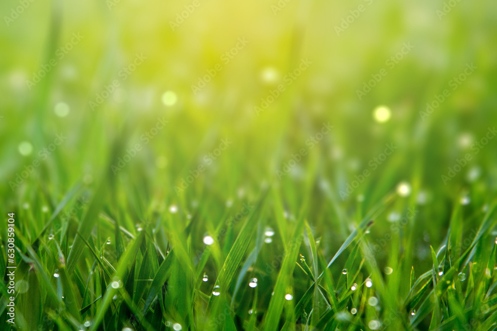 Nature background concept, Closeup green grass field with blurred park Nature background concept, Closeup green grass field with blurred park