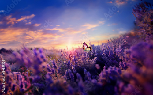 Wide field of lavender and butterfly in summer sunset, panorama blur background. Autumn or summer lavender background with butterflies. Shallow depth of field