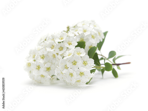 White Spiraea bush flower. on white background.