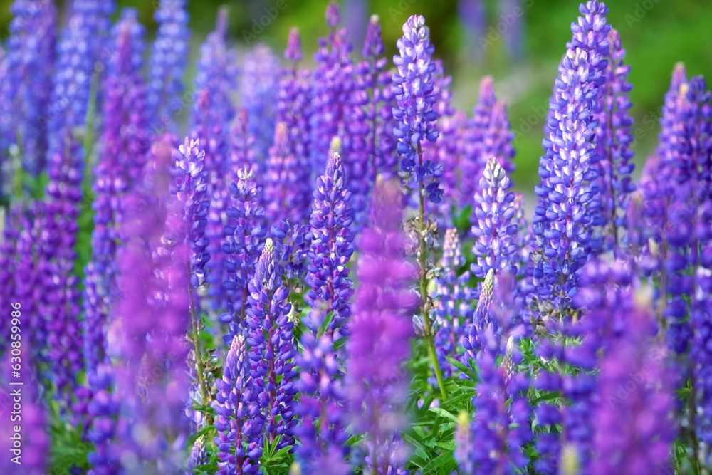 Obraz premium Beautiful lavander flowers in the summer
