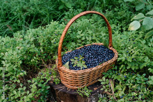 Fresh blueberries in a basket. Basket full of fresh ripe blueberries in a summer forest. Freshly picked blueberries in a rustic basket. Pictures of nature or wallpaper.
