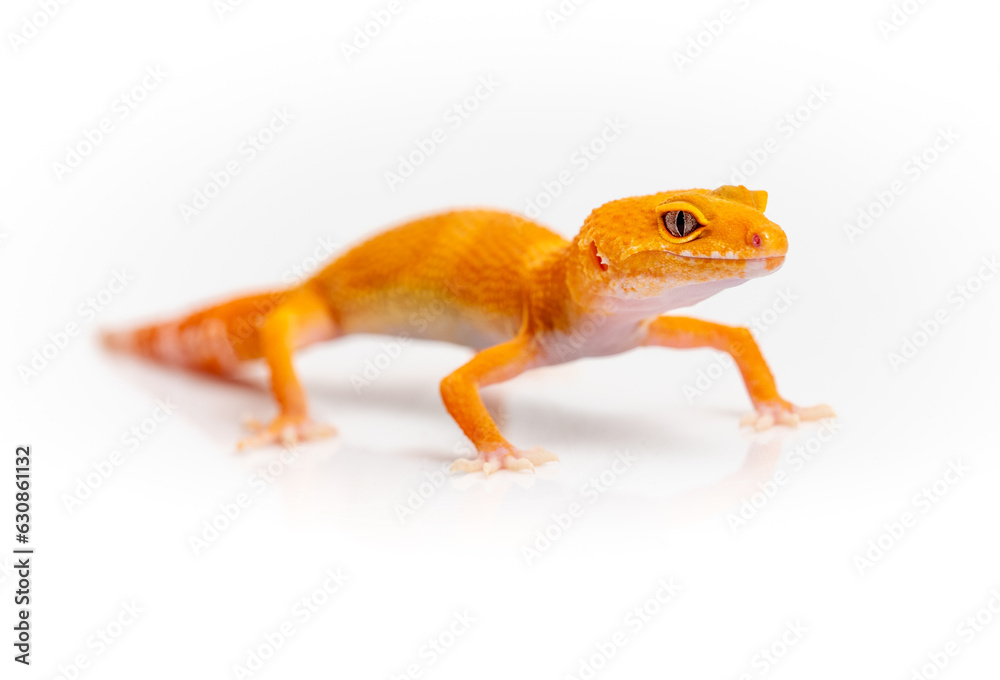 Naklejka premium Tangerine orange leopard gecko isolated on white background