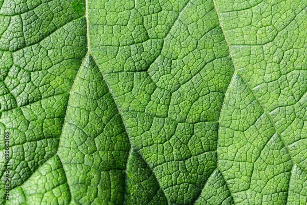 Obraz premium Texture of green burdock leaf. Natural background. macro photography.