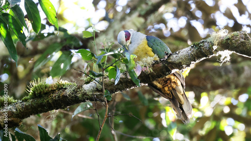 Red-eared fruit dove (Ptilinopus fischeri), endemic bird of Sulawesi, Indonesia photo