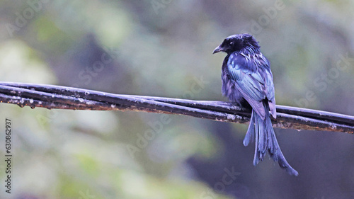 Spangled drongo (Dicrurus bracteatus), bird of Sulawesi, Indonesia photo