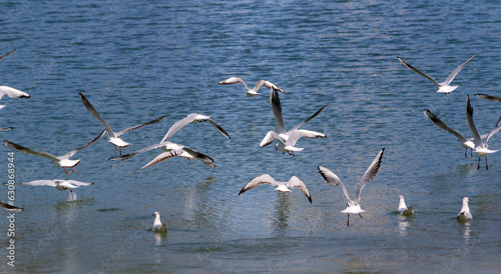 Seagulls fly on the seashore