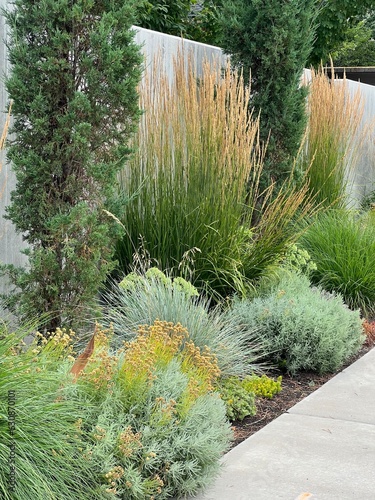 beautiful xeriscape garden landscape with ornamental grasses and drought tolerant perennials, texture and foliage contrast