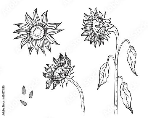 Sunflower plant flowers illustration on isolated background. Healthy food, seed harvest, design element. Hand drawn helianthus in sketch style for print, label, postcard, logo, template, tattoo.