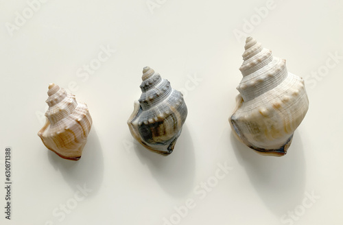 Three shells isolated on light background. Ostrich Foot Conch Seashell, Family Struthiolariidae, Takai (Maori name), found in New Zealand, Australia, South America and Antarctica in shallow waters. photo