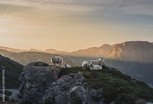 Sheep on the top of the mountain at sunset  Norway