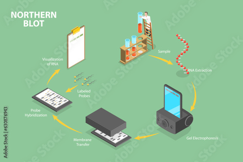 3D Isometric Flat Vector Conceptual Illustration of Northern Blot, Educational Diagram