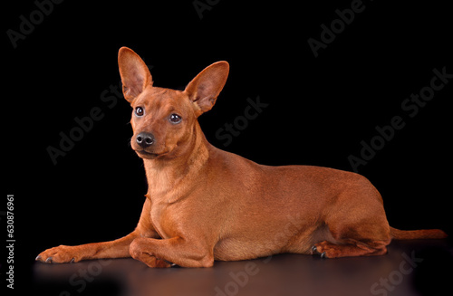 Beautiful Miniature Pinscher dog