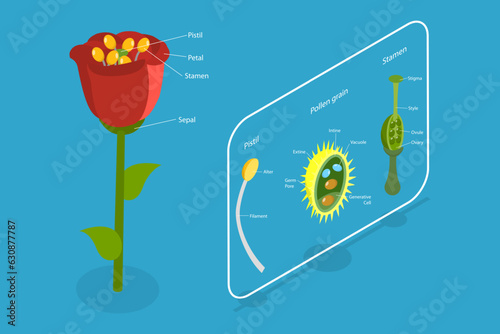 3D Isometric Flat Vector Conceptual Illustration of Flower Anatomy, Plants Reproductive System