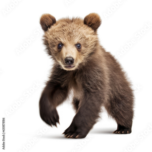 bear cub playing, on white background, generative ai