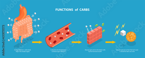 3D Isometric Flat Vector Conceptual Illustration of Functions Of Carbs, Explanation Diagram