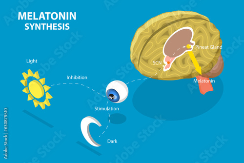 3D Isometric Flat Vector Conceptual Illustration of Melatonin Synthesis, Sleep-wake Cycle