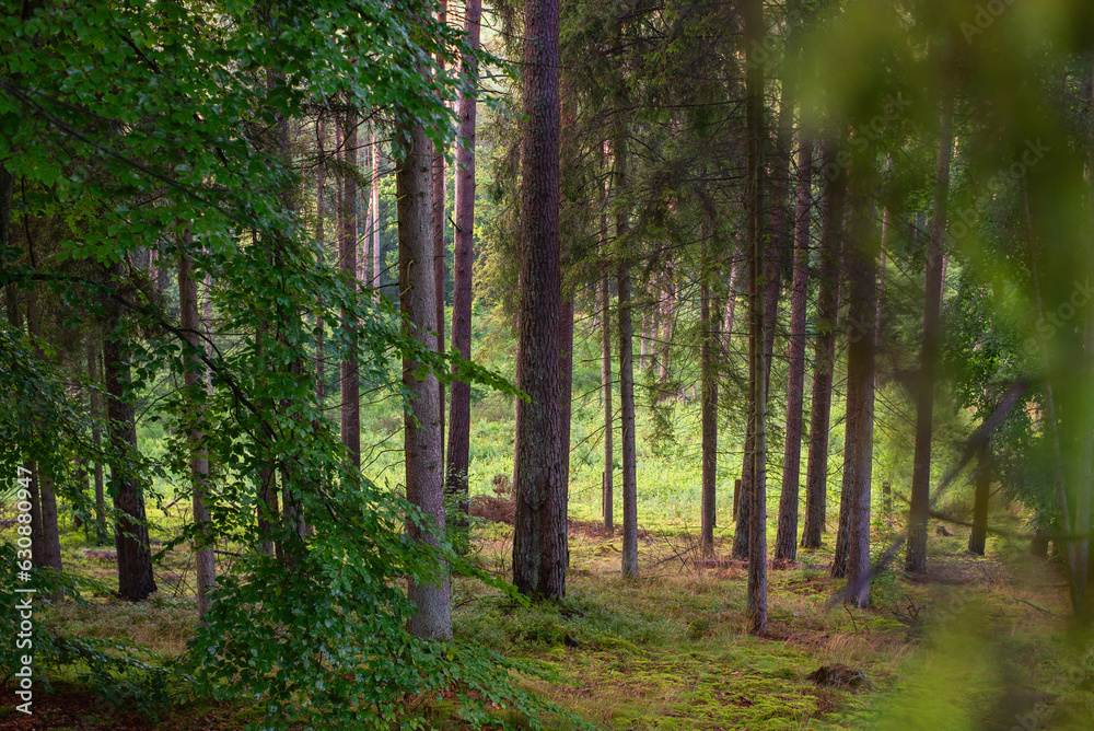View at the forest. Background of green forest at evening light. View at the forest. Background of green forest at evening light.
