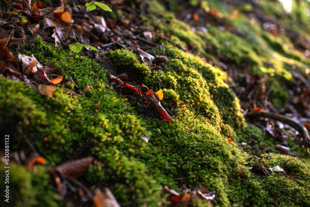 Beautiful green moss macro. Beautiful background of moss for wallpaper. Beautiful green moss macro. Beautiful background of moss for wallpaper.