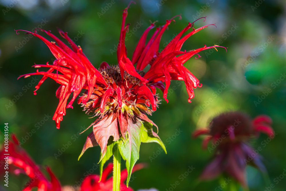 bright red Monarda or Bee Balm flower
bright red Monarda or Bee Balm flower