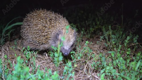 A wild hedgehog in the forest is looking for food in the field at night