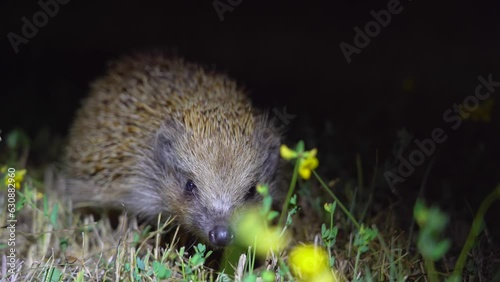 A wild hedgehog in the forest is looking for food in the field at night