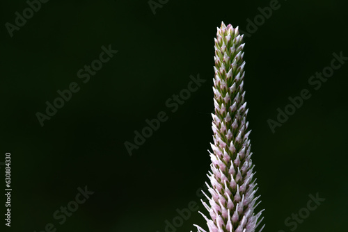 Plantago media, known as the hoary plantain, is a species of flowering plant in the plantain family Plantaginaceae.
