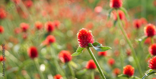 Lots of beautiful red globe amaranths flower (Gomphrena Martiana) with blur background in the natural forest park. Inspirational Motivational with red flowers. Sunday Quote.