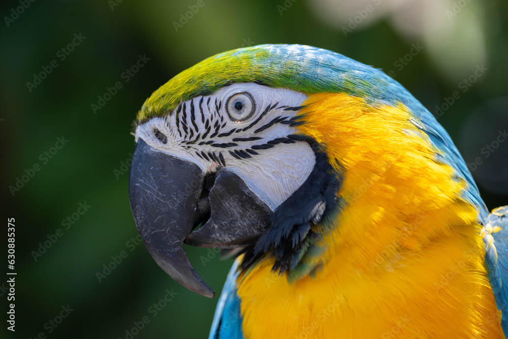 Macaw Parrot profile photo.