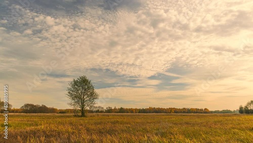 Złota godzina nad polską łąką. photo