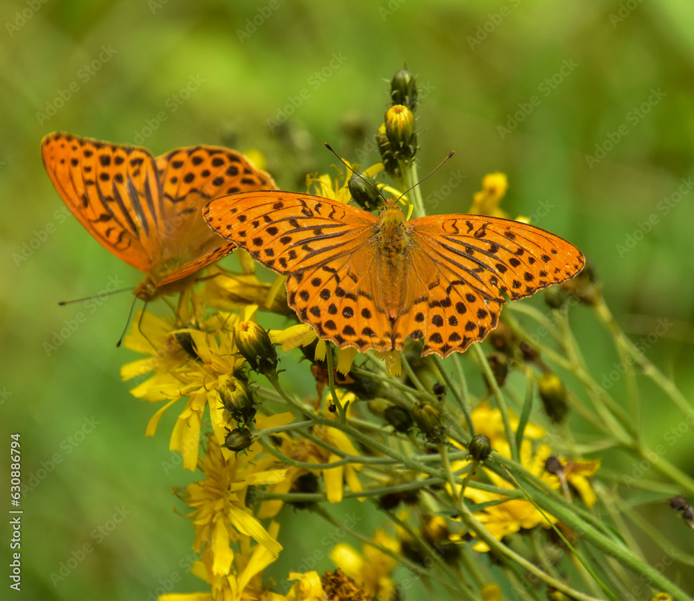 Obraz premium The silver-washed fritillary butterfly is deep orange with black spots on the upperside of its wings