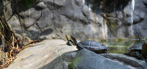A Roti Island snake-necked turtle on a rock photo