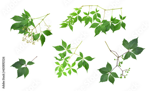 Green sprigs of Virginia creeper isolated on white background. Parthenocissus quinquefolia, known as Virginia creeper, Victoria creeper, five-leaved ivy, or five-finger.