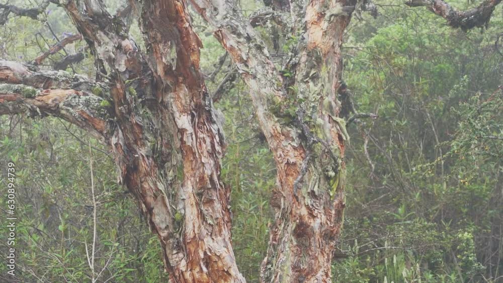 Polylepis trees growing in high altitude forests in the Cajas national