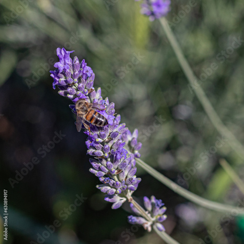 Honeybee gracefully dances amidst lavender's charm on sunny day photo