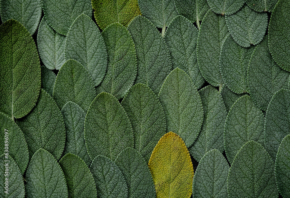 Sage  leaves background