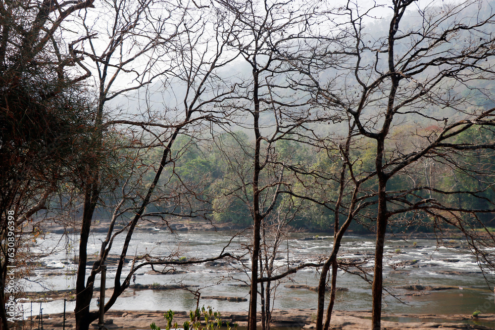 deep forest jungle with stream of river water in athirapally kerala deep forest jungle with stream of river water in athirapally kerala