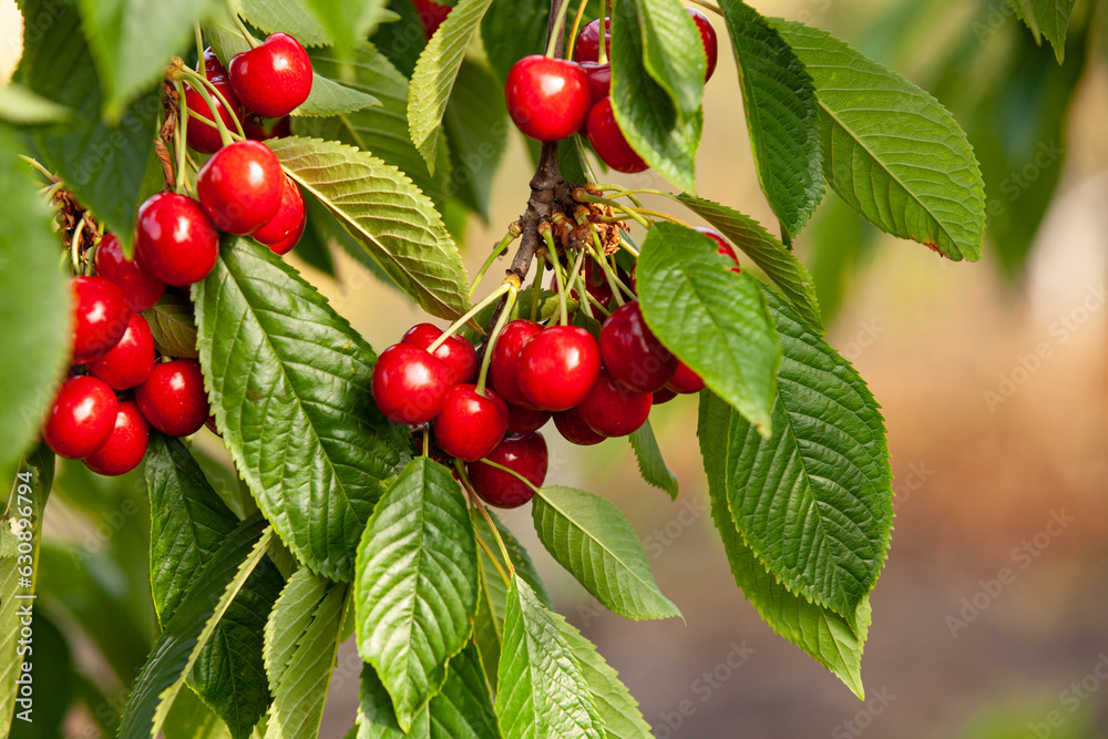 Ripe sweet cherry on a branch. Abundant harvest. Close-up.