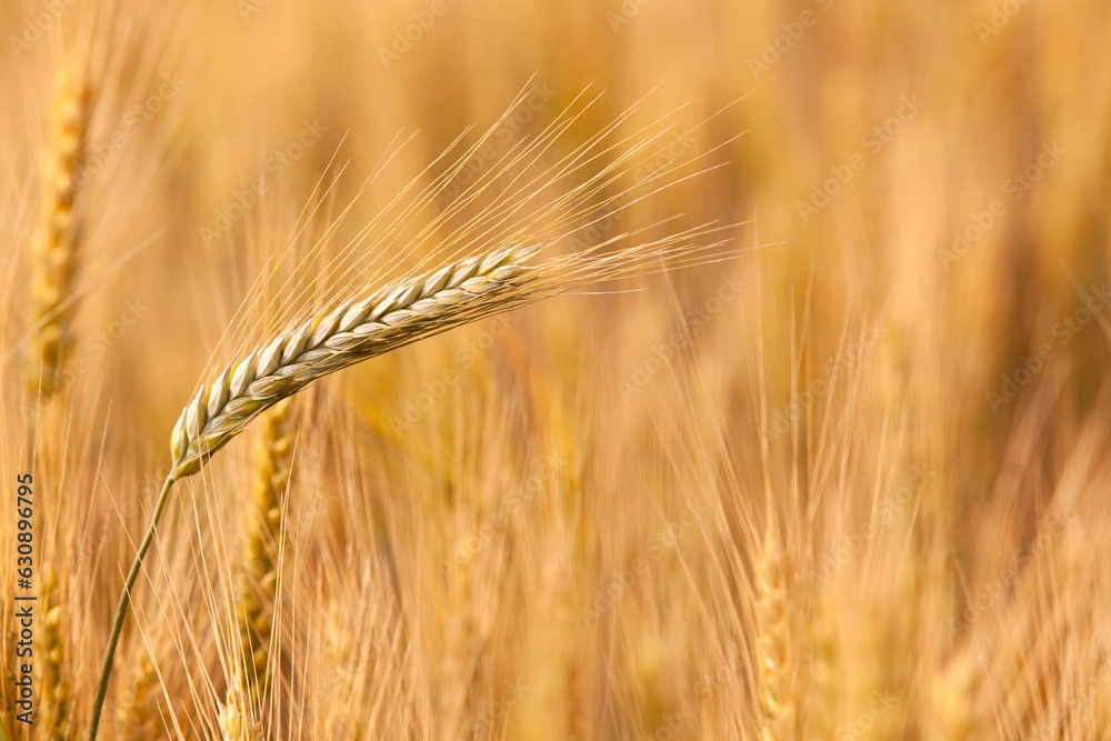 Wheat ear ripens in the field. The concept of the expected harvest. Close-up, copyspace.