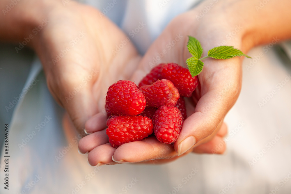 A woman holds in her hands a very large ripe raspberry. Close-up.