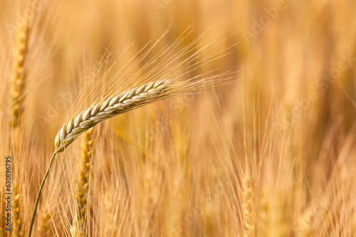 Obraz na płótnie Wheat ear ripens in the field. The concept of the expected harvest. Close-up, copyspace. w salonie