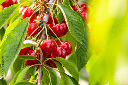 Ripe sweet cherry on a branch. Abundant harvest. Close-up.