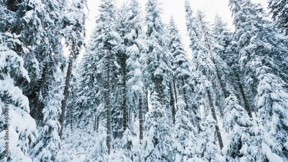 Tilt up shot of serene remote wilderness forest situated atop frosty mountain during winter holiday season. Scenic landscape view showcasing snow covered mountainside pine tree woods Tilt up shot of serene remote wilderness forest situated atop frosty mountain during winter holiday season. Scenic landscape view showcasing snow covered mountainside pine tree woods