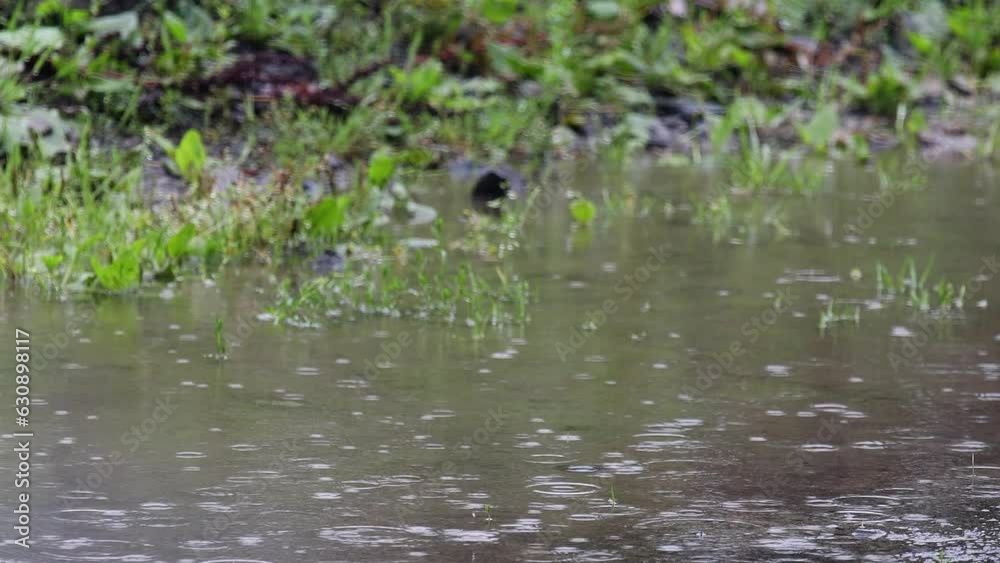rain hitting a puddle video rain hitting a puddle video