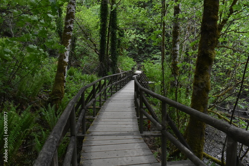 wooden bridge in the woods © Lily
