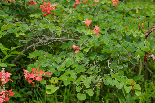 Bauhinia galpinii is a species of shrub in the family Fabaceae.South African orchid bush, red bauhinia and Nasturtium bush.Ho'omaluhia Botanical Garden, Oahu Hawaii photo