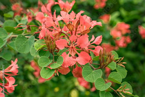 Bauhinia galpinii is a species of shrub in the family Fabaceae.South African orchid bush, red bauhinia and Nasturtium bush.Ho'omaluhia Botanical Garden, Oahu Hawaii photo