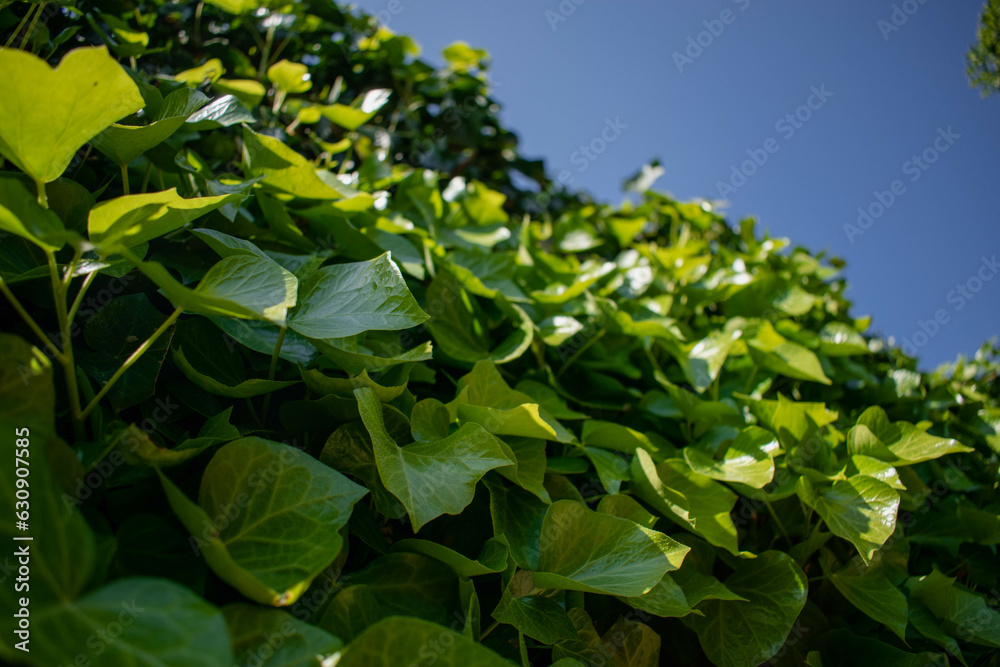 Obraz premium leaves and sky