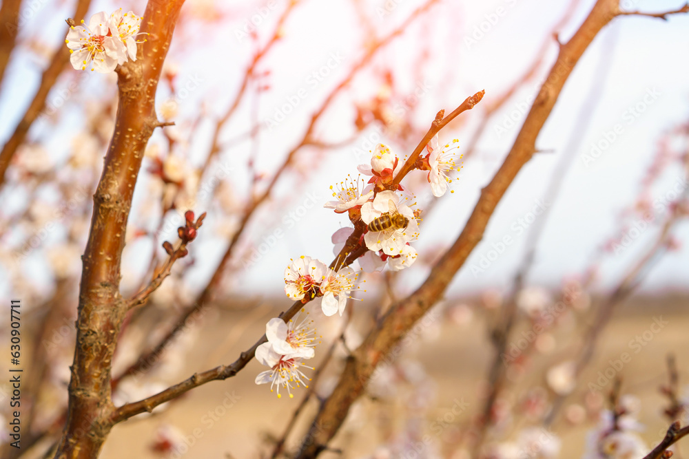 A bee on a fruit tree flower pollinates in early spring, toned. Spring background with copy space