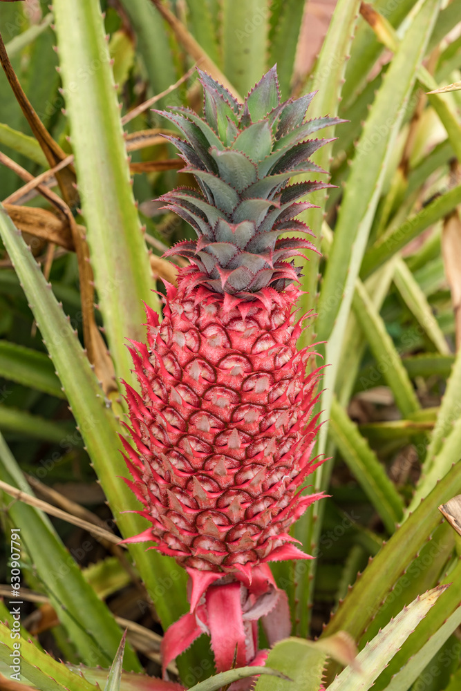 Ananas comosus var. bracteatus. The pineapple(Ananas comosus) is a tropical plant with an edible fruit; it is the most economically significant plant in the family Bromeliaceae. Dole Plantation Oahu
Ananas comosus var. bracteatus. The pineapple(Ananas comosus) is a tropical plant with an edible fruit; it is the most economically significant plant in the family Bromeliaceae. Dole Plantation Oahu