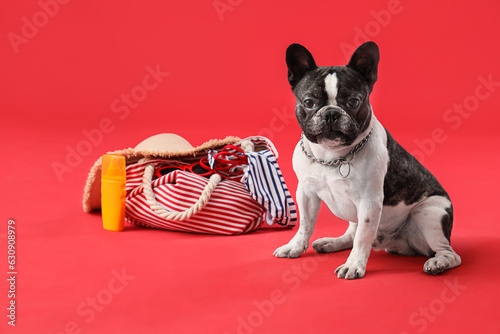 French bulldog with beach accessories on red background